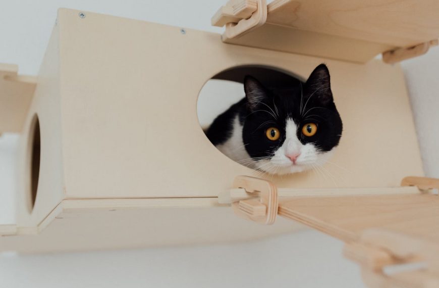 Purrfect Luxury: Elevate Your Home Décor While Living with a Cat